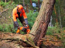 Best Tree Trimming and Pruning  in Bandon, OR