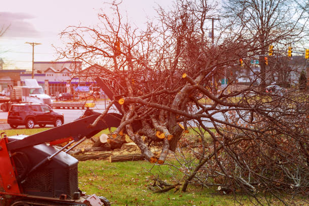 Bandon, OR Tree Care Company