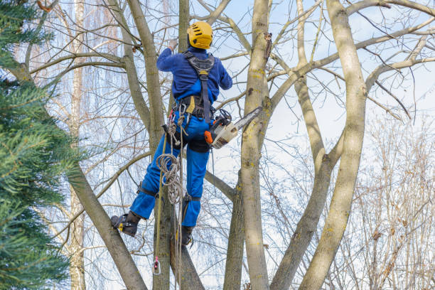 How Our Tree Care Process Works  in  Bandon, OR