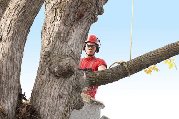 Best Fruit Tree Pruning  in Bandon, OR